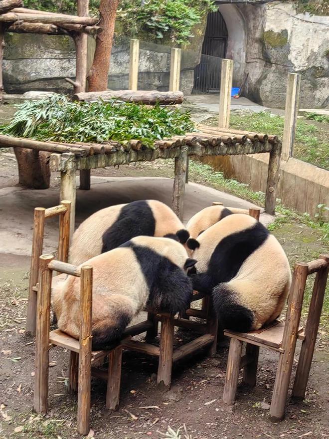 推荐重庆3天亲子游攻略建议收藏！麻将胡了