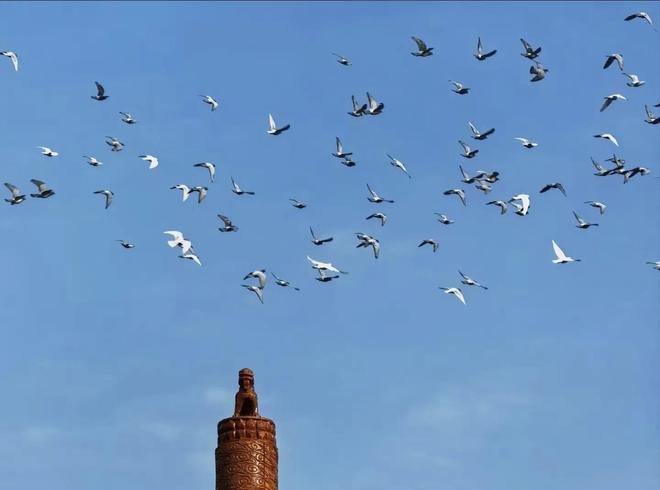 借来”的关在特殊笼子放飞有的已经到家了麻