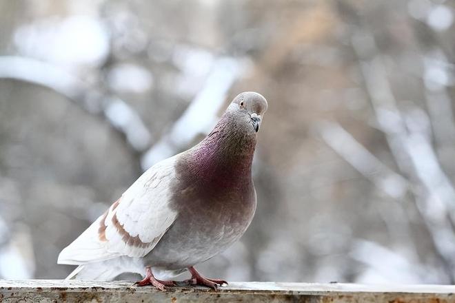 借来”的关在特殊笼子放飞有的已经到家了麻将胡了试玩模拟器8万羽和平鸽都是“(图7)