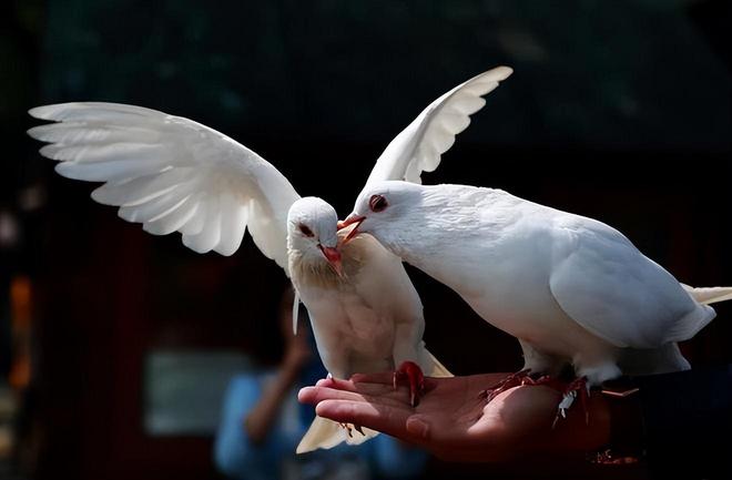 借来”的关在特殊笼子放飞有的已经到家了麻将胡了试玩模拟器8万羽和平鸽都是“(图4)