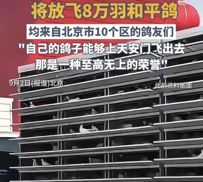 借来”的关在特殊笼子放飞有的已经到家了麻将胡了试玩模拟器8万羽和平鸽都是“(图6)